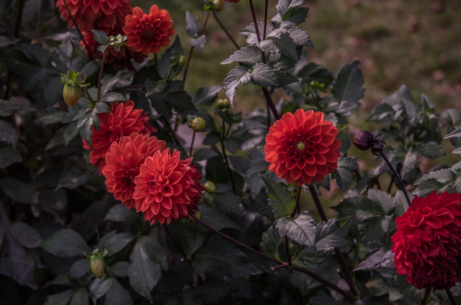 Pentax K-3 sample photo. Flower, red, dahlia photography