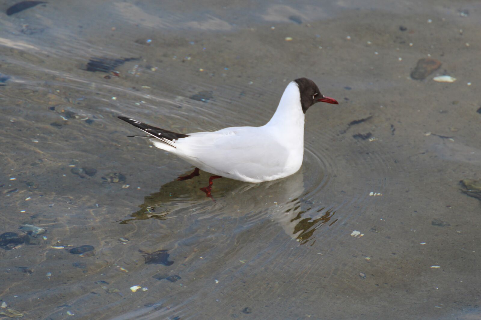 Canon EOS 600D (Rebel EOS T3i / EOS Kiss X5) sample photo. Black headed gull, chroicocephalus photography