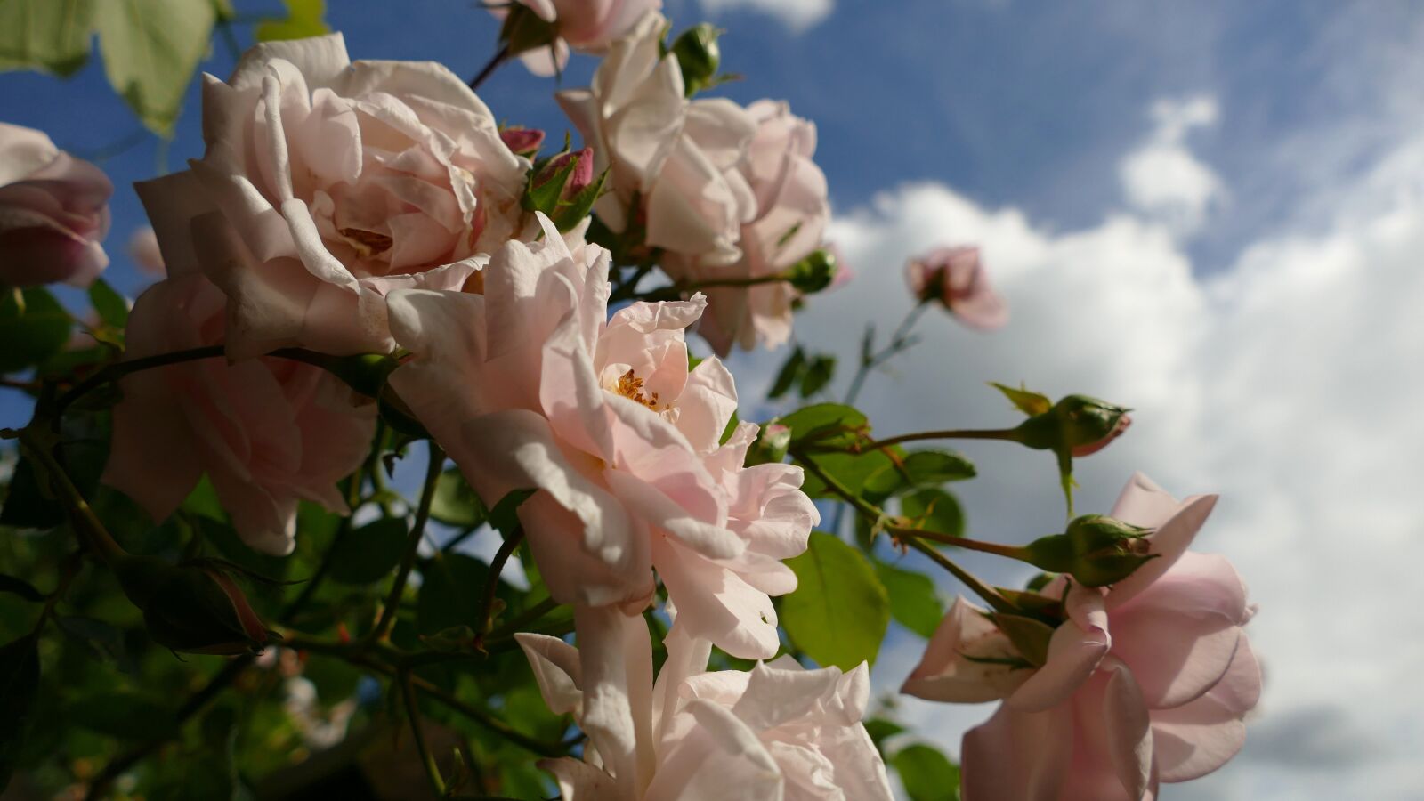 Panasonic Lumix DMC-FZ1000 sample photo. Roses, pink roses, rose photography