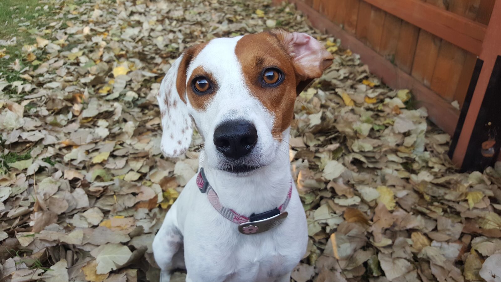Samsung GALAXY S6 edge sample photo. Dog, pet, fall photography