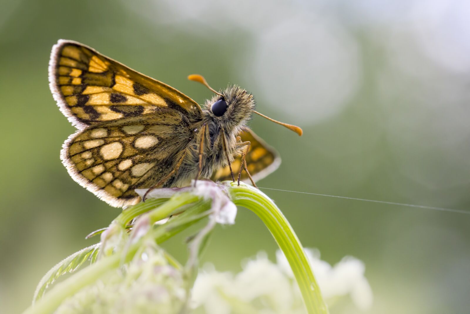 Canon EOS 550D (EOS Rebel T2i / EOS Kiss X4) sample photo. Chequered skipper, carterocephalus palaemon photography