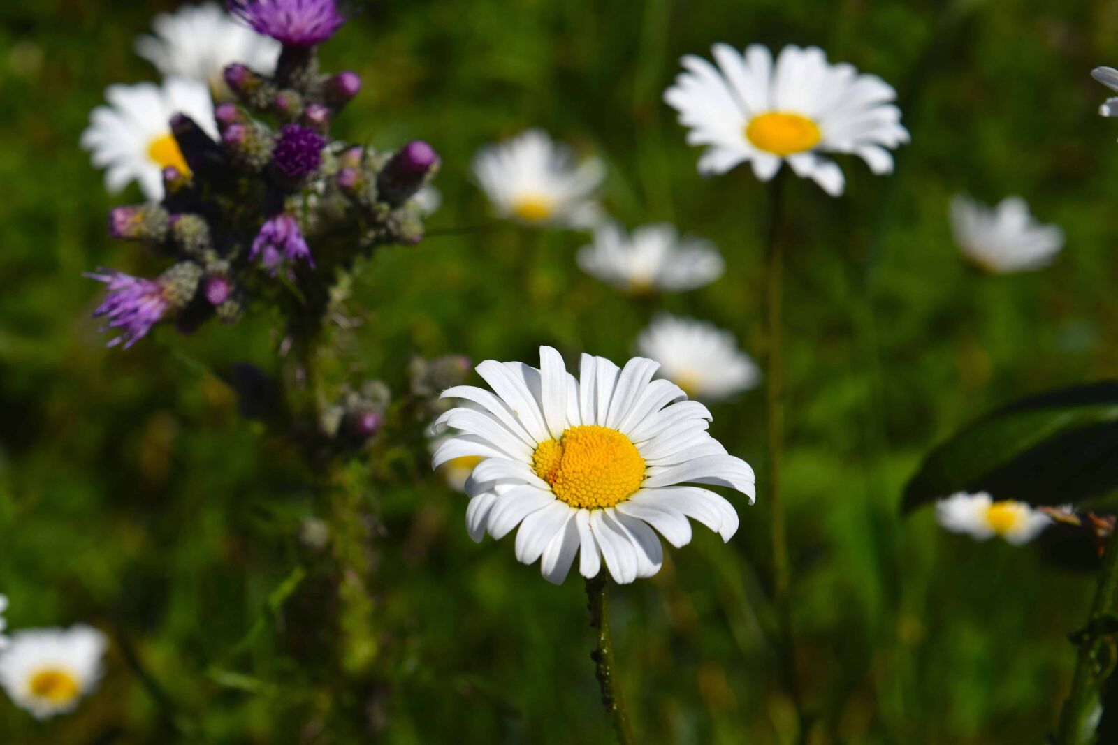 Nikon D3300 sample photo. Field, garden, flora, nature photography