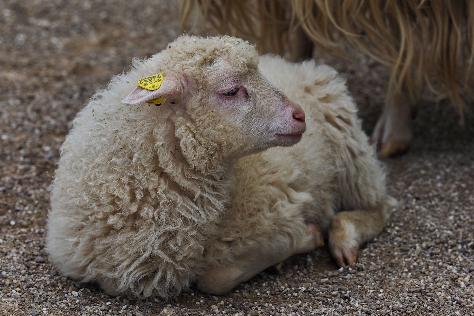 Olympus OM-D E-M1 sample photo. Lamb, sheep, schäfchen photography