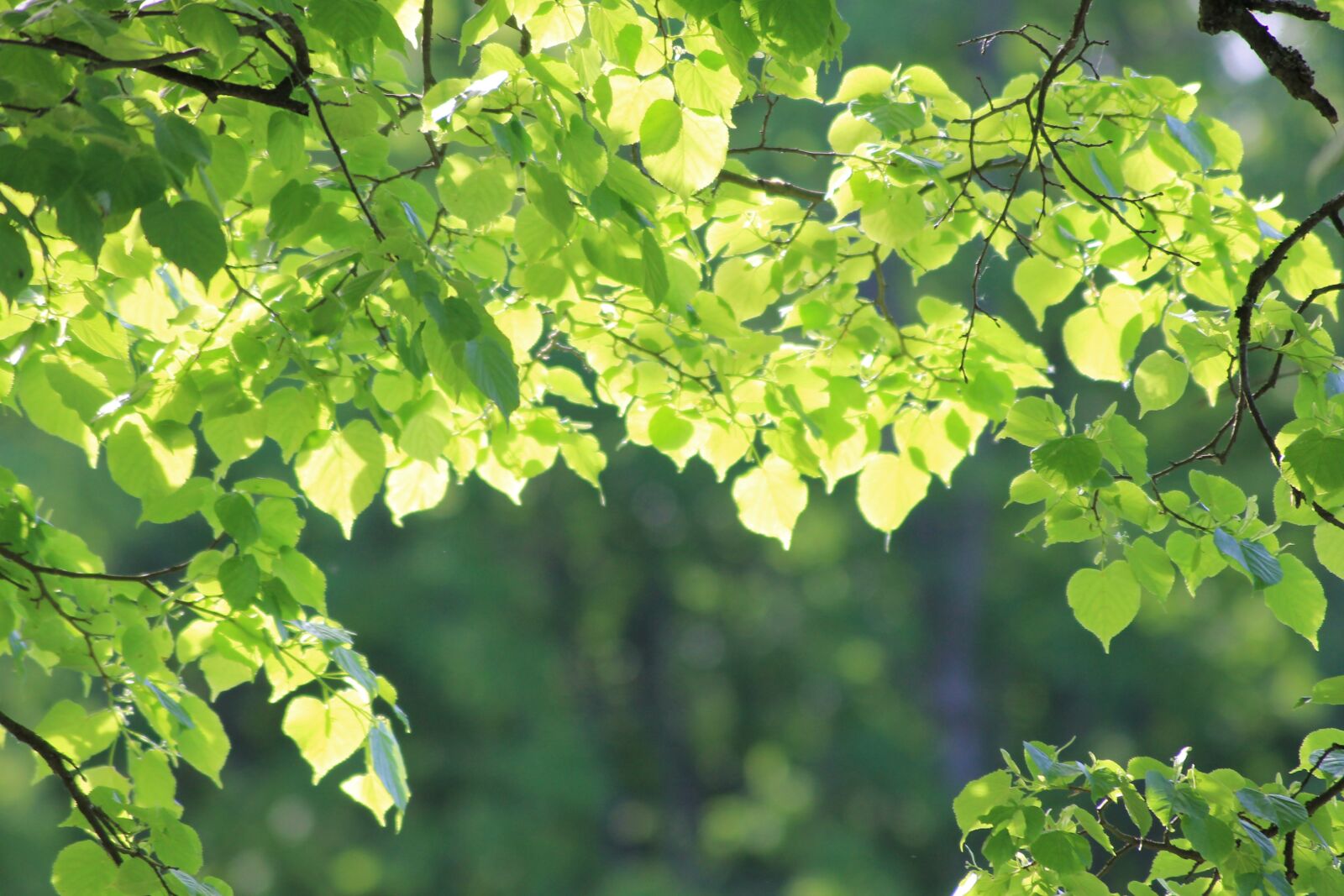 Canon EOS 1100D (EOS Rebel T3 / EOS Kiss X50) sample photo. Leaves, greens, tree photography