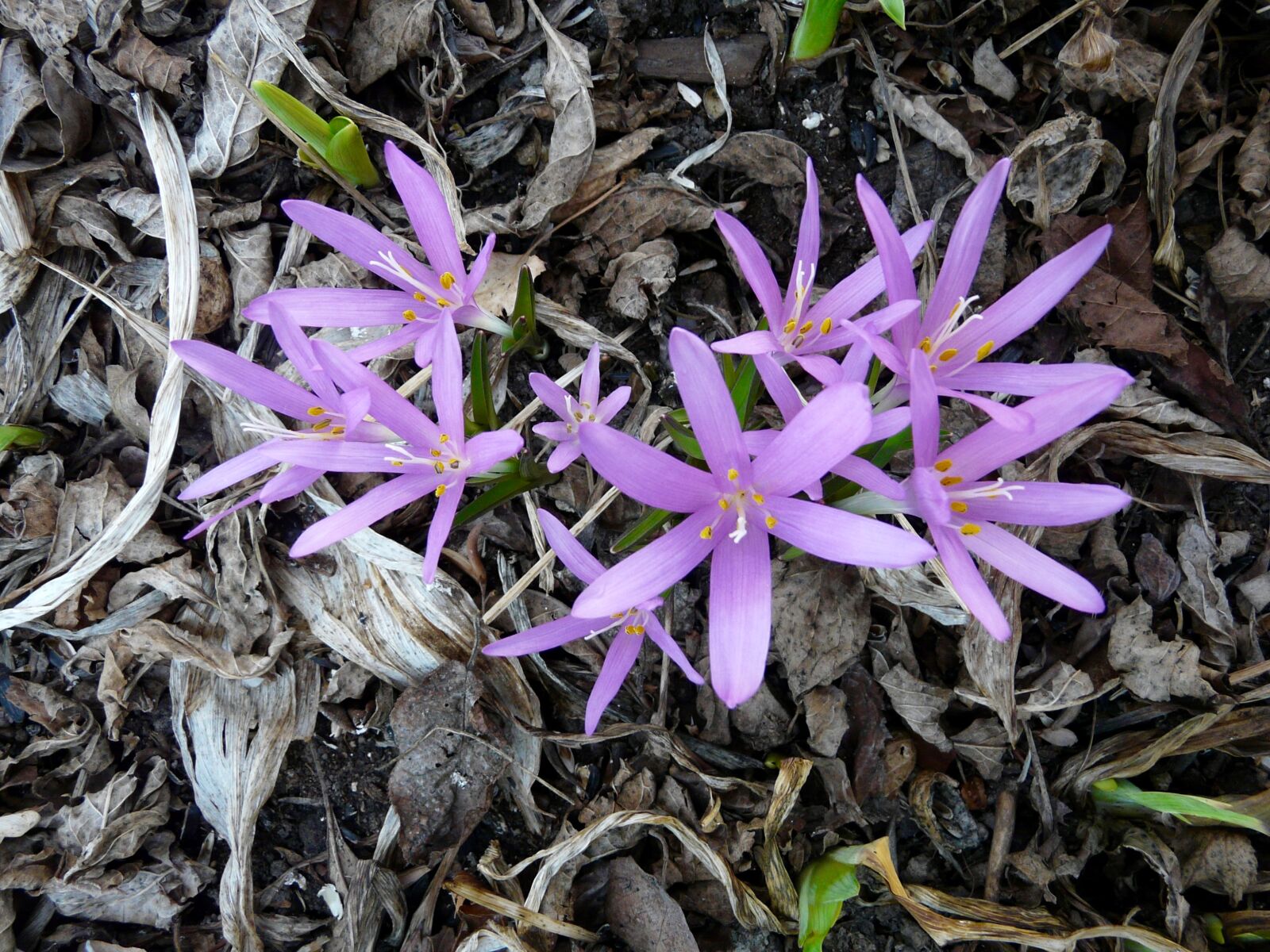 Panasonic DMC-FZ18 sample photo. Blossom, crocus, purple, spring photography