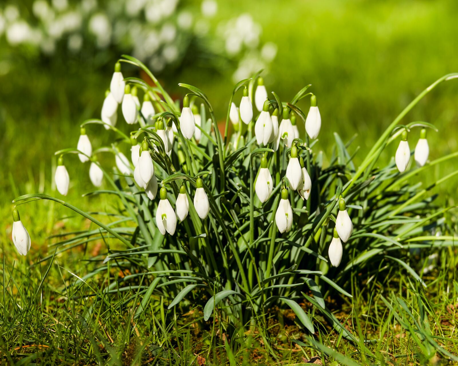 Fujifilm XF 55-200mm F3.5-4.8 R LM OIS sample photo. Snowdrop, galanthus, flowers photography