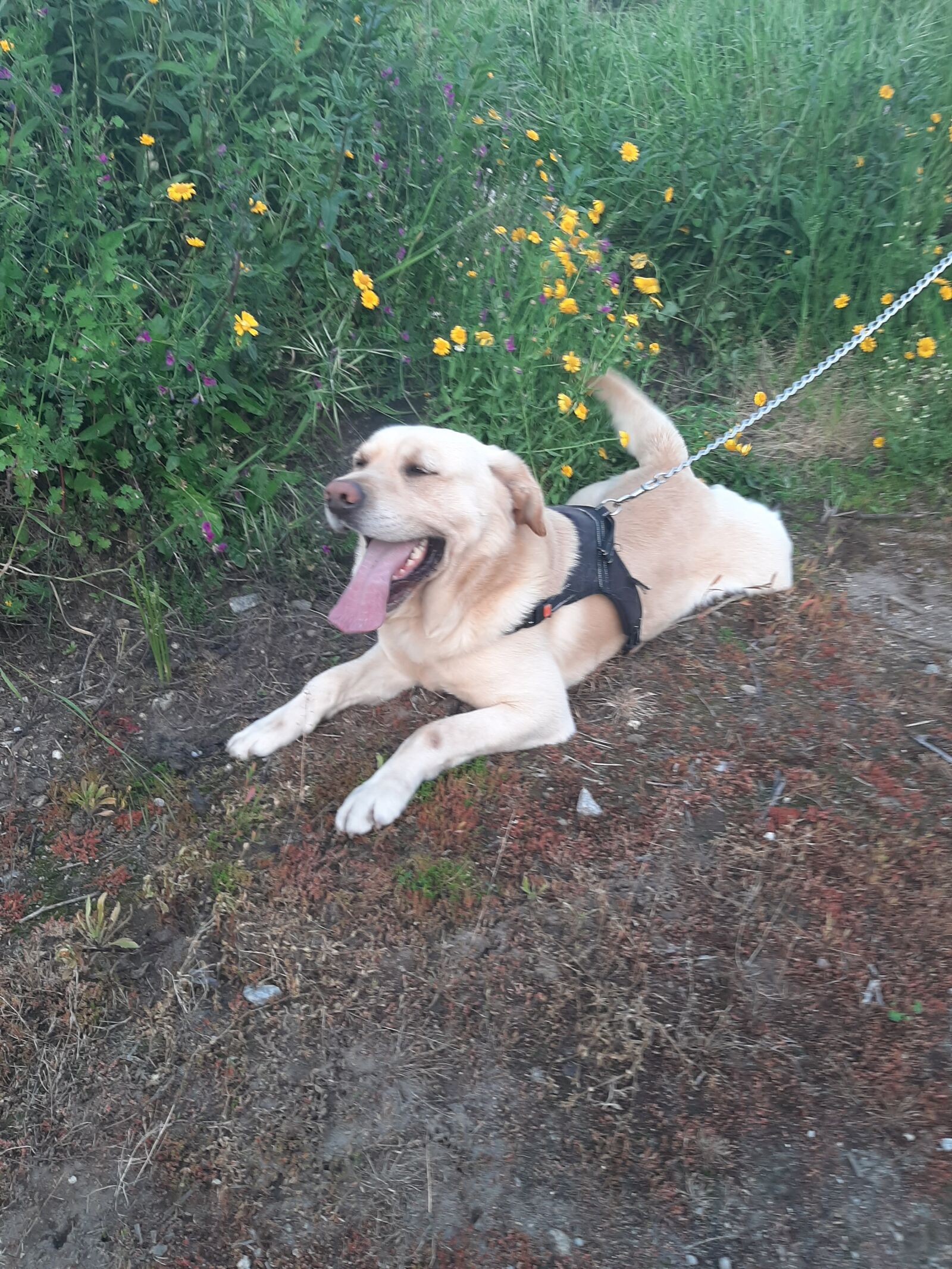 Samsung Galaxy A50 sample photo. Natureza, cão, labrador photography