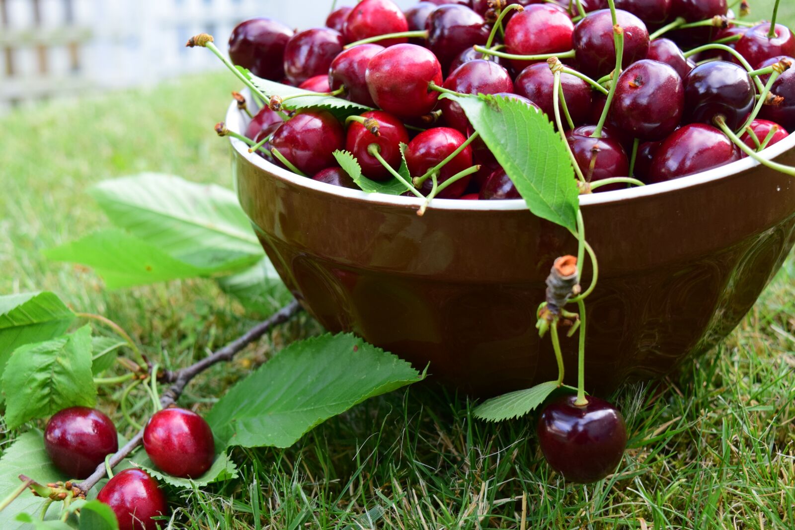 Nikon D3300 sample photo. Cherries, bowl, fruit photography