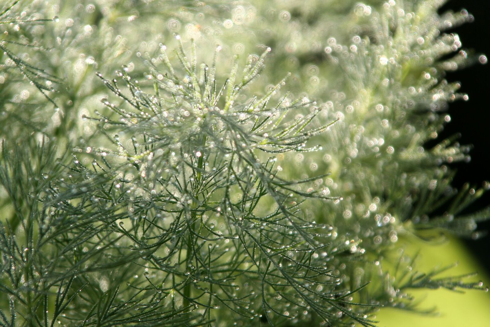 Canon EOS 350D (EOS Digital Rebel XT / EOS Kiss Digital N) sample photo. Grass, sparkling, morning photography