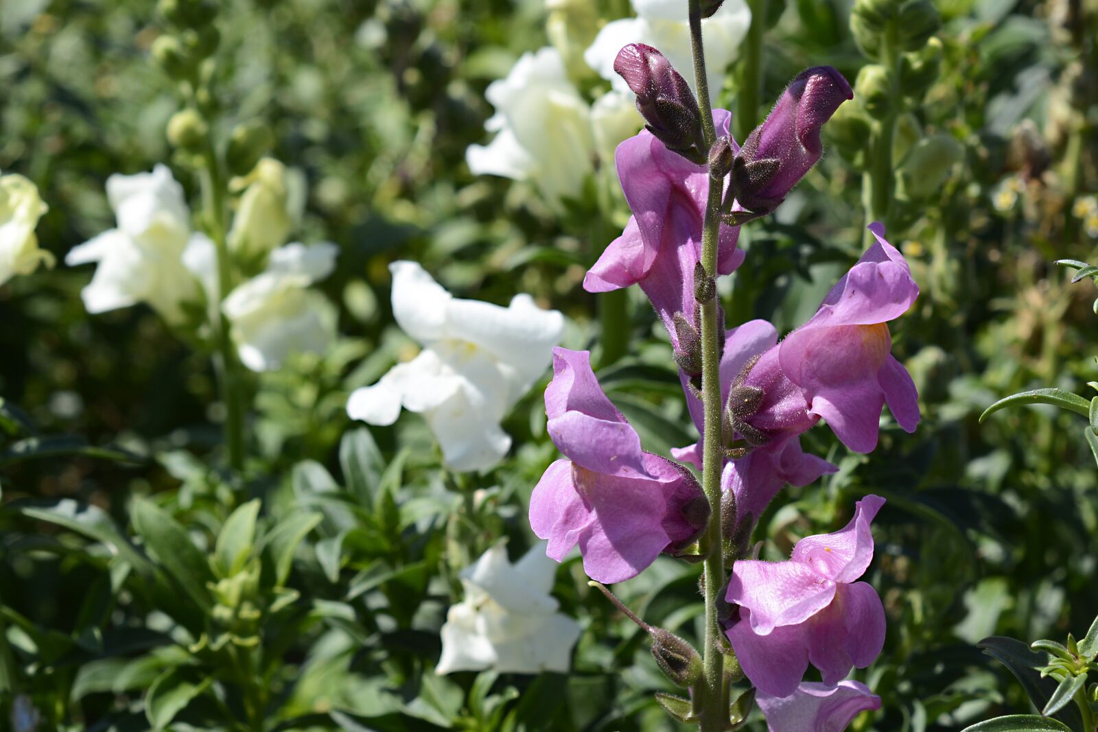 Nikon D7100 sample photo. Loewenmaeulchen, flower, flowers photography