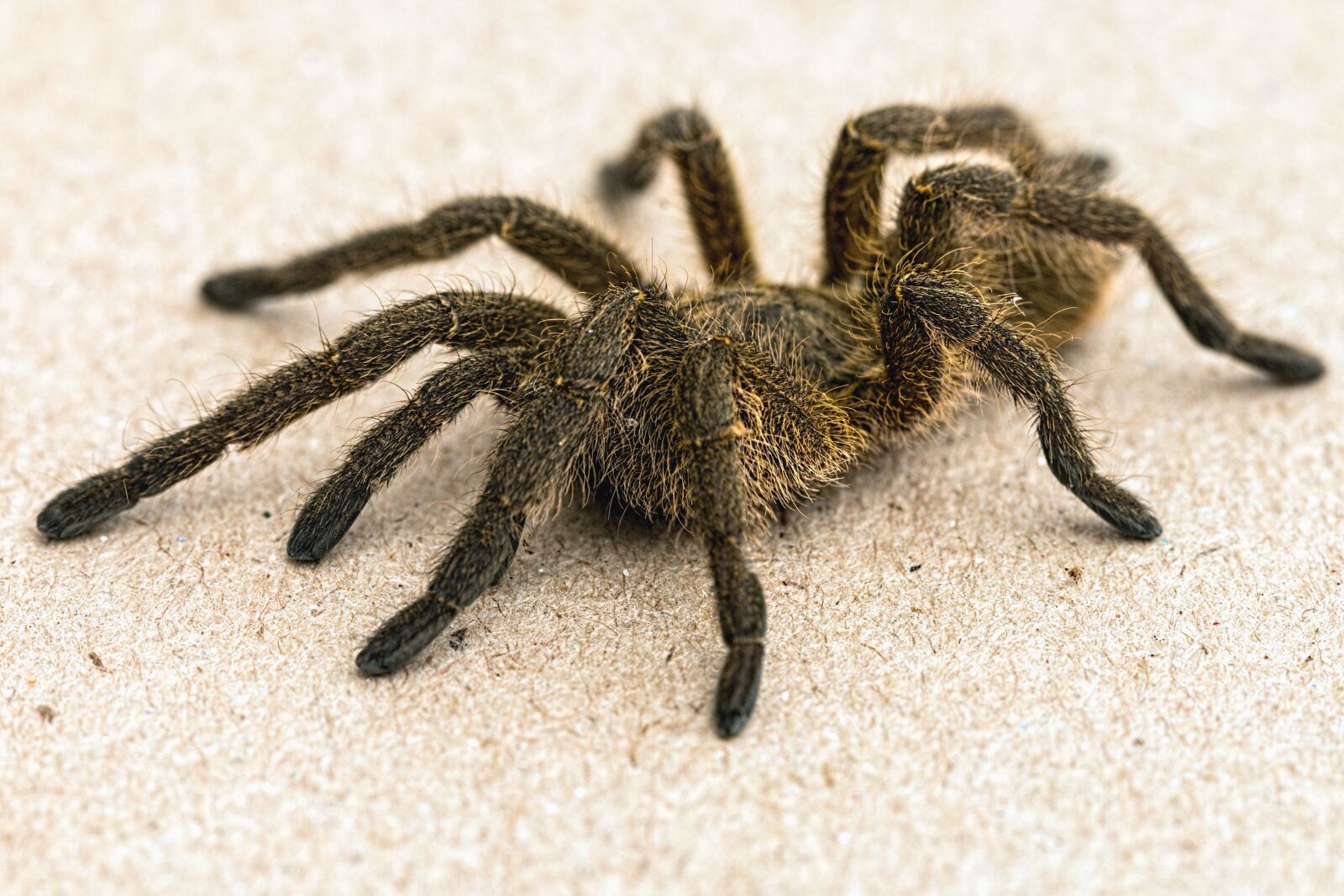 Canon EOS 70D sample photo. Spider, tarantula, arthropod, invertebrate photography