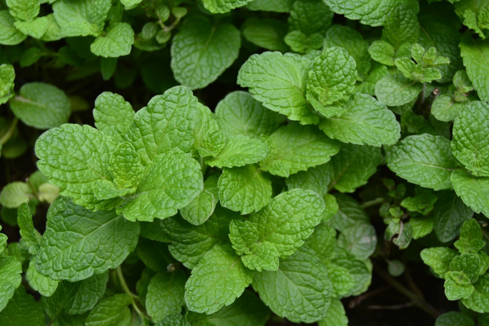 Nikon D5200 sample photo. Mint, green leaf, plant photography