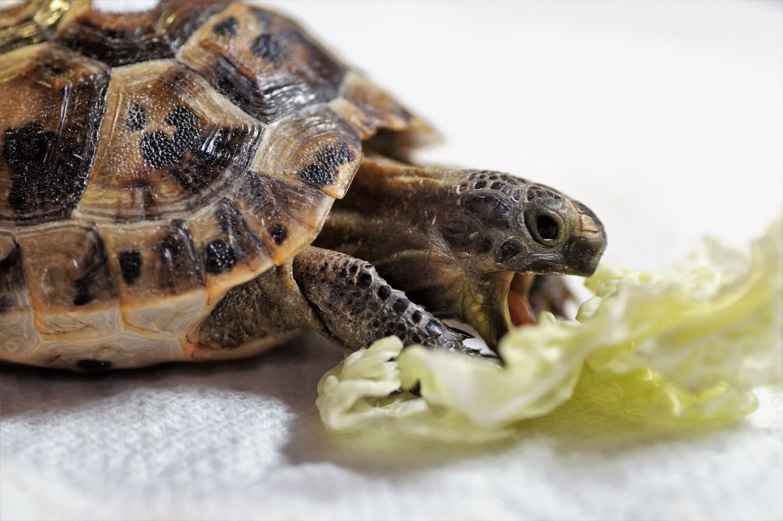 Sony SLT-A58 sample photo. Turtle, cub, reptile photography