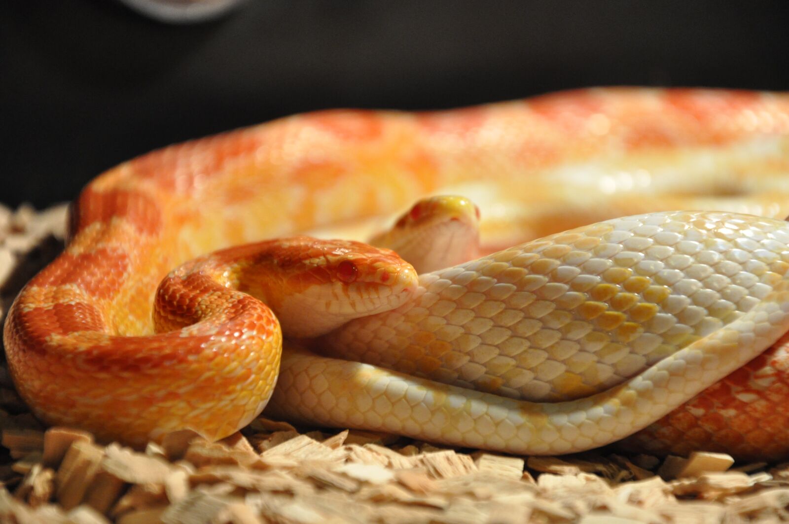 Nikon D90 sample photo. Snakes, corn snakes, reptile photography