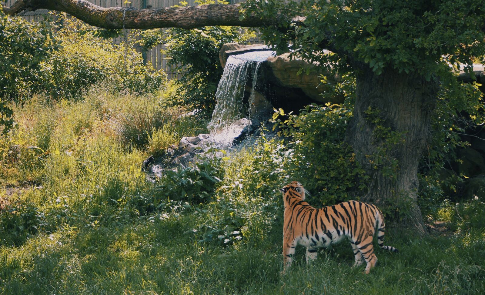 Canon EOS 1100D (EOS Rebel T3 / EOS Kiss X50) + Canon EF75-300mm f/4-5.6 sample photo. Tiger, predator, cat photography