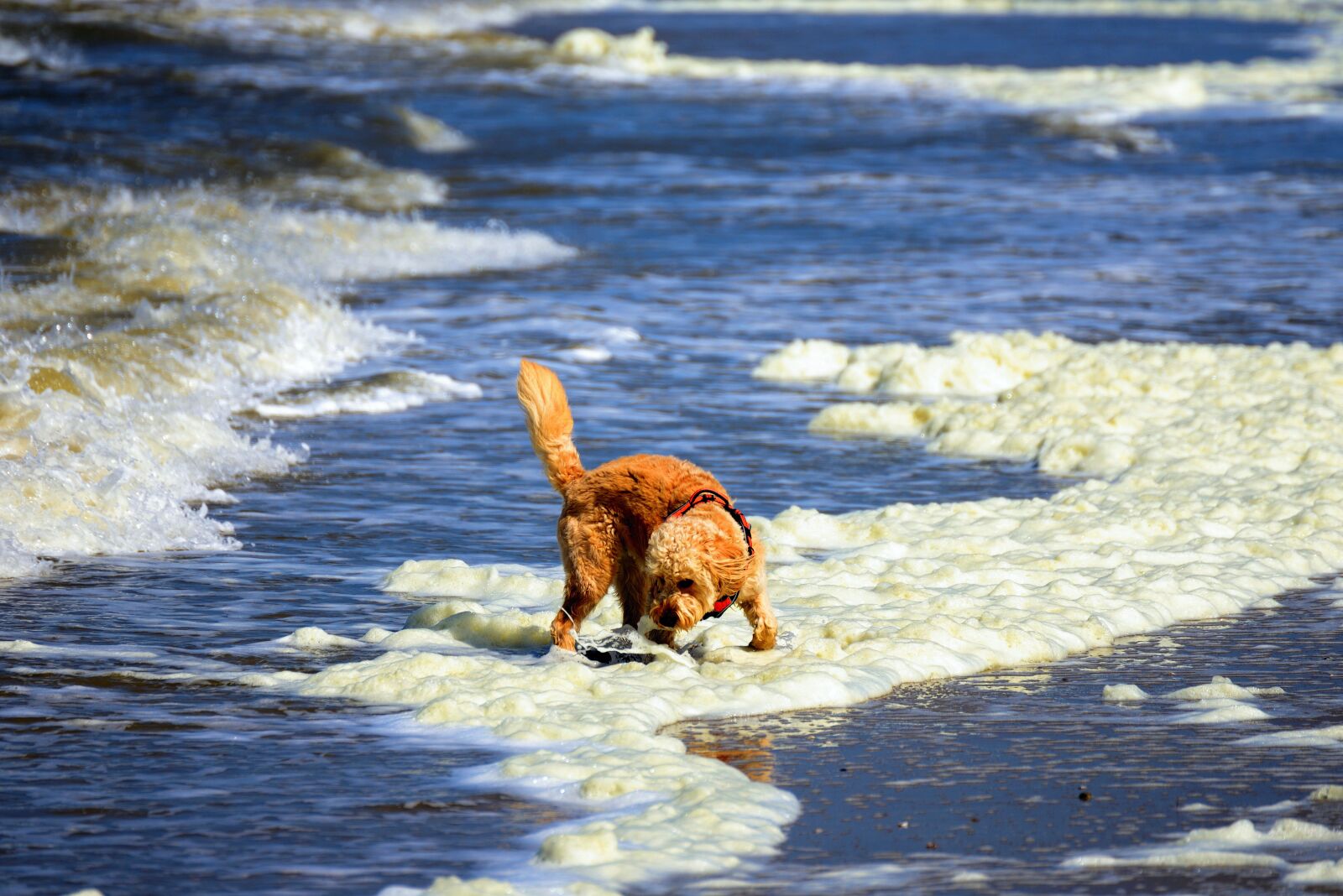 Nikon D610 sample photo. Sea, foam algae, north photography