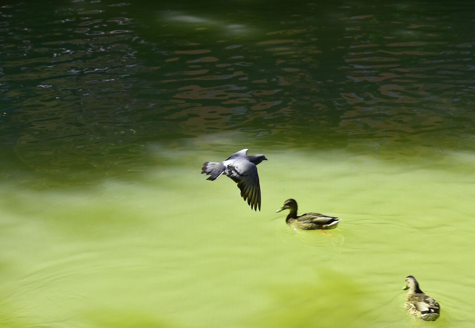 Nikon D7200 sample photo. Ave, paloma, flight photography