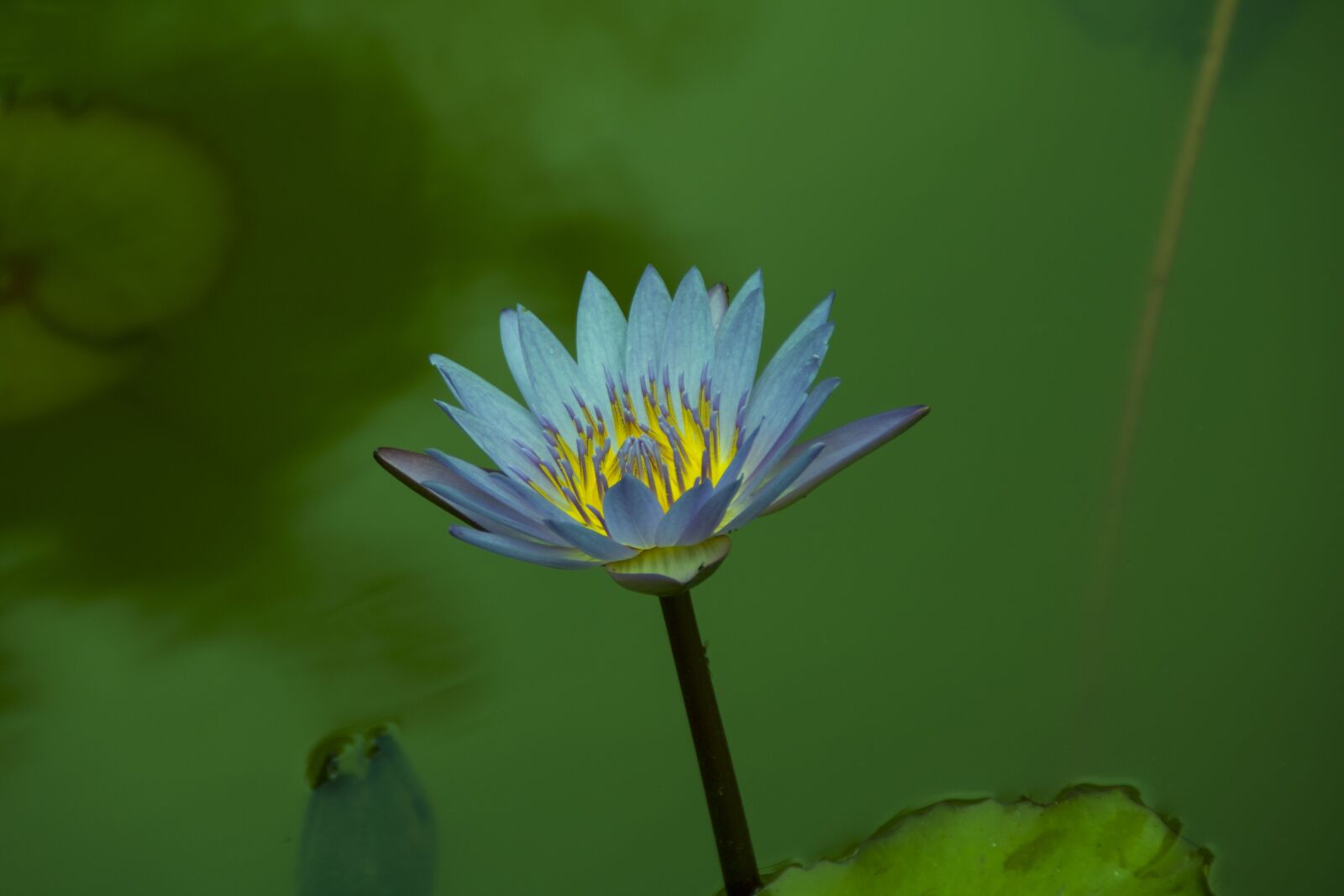 Canon EOS 760D (EOS Rebel T6s / EOS 8000D) sample photo. Dutch, jiangsu, slender west photography