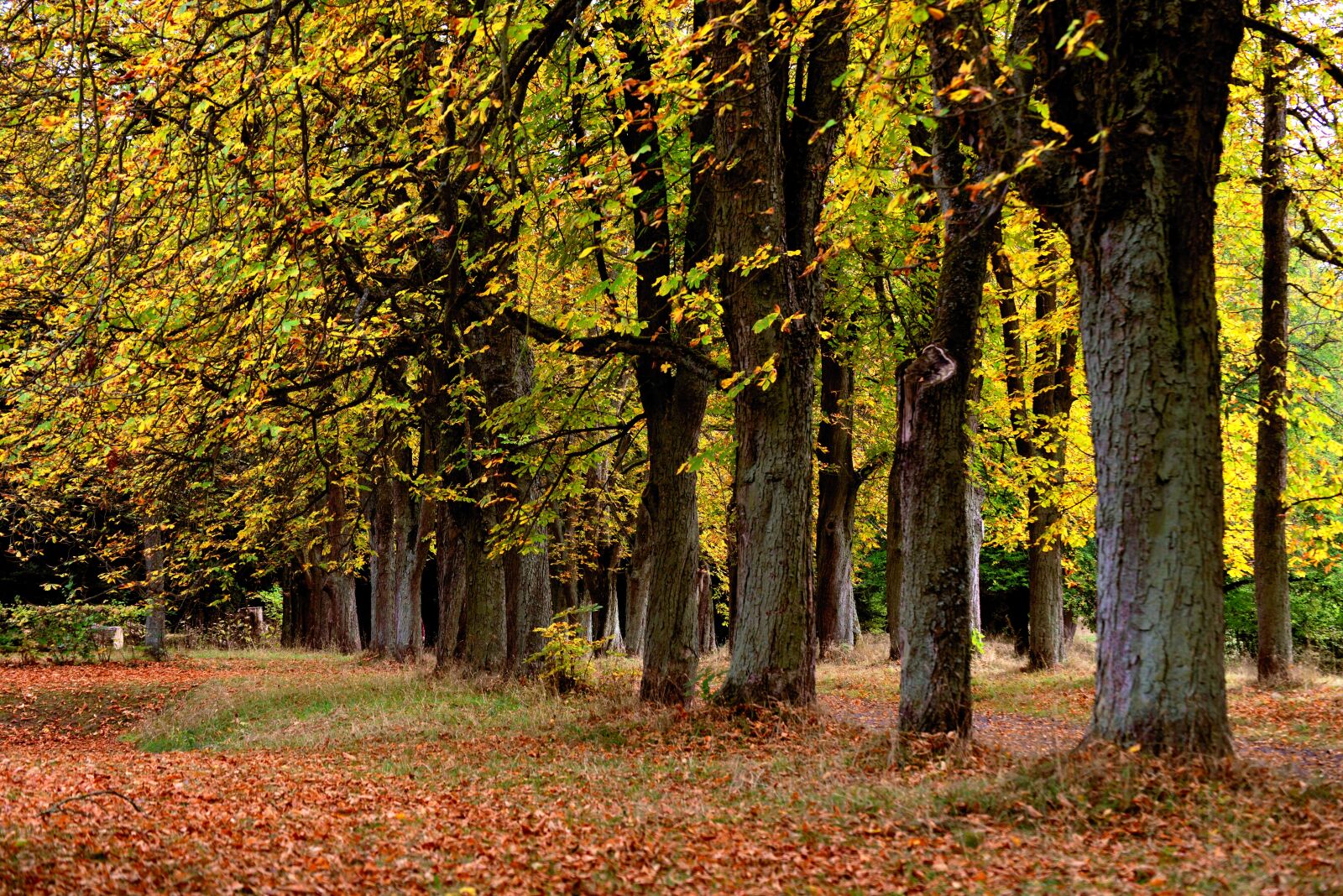 Nikon D610 sample photo. Autumn trees, autumn forest photography