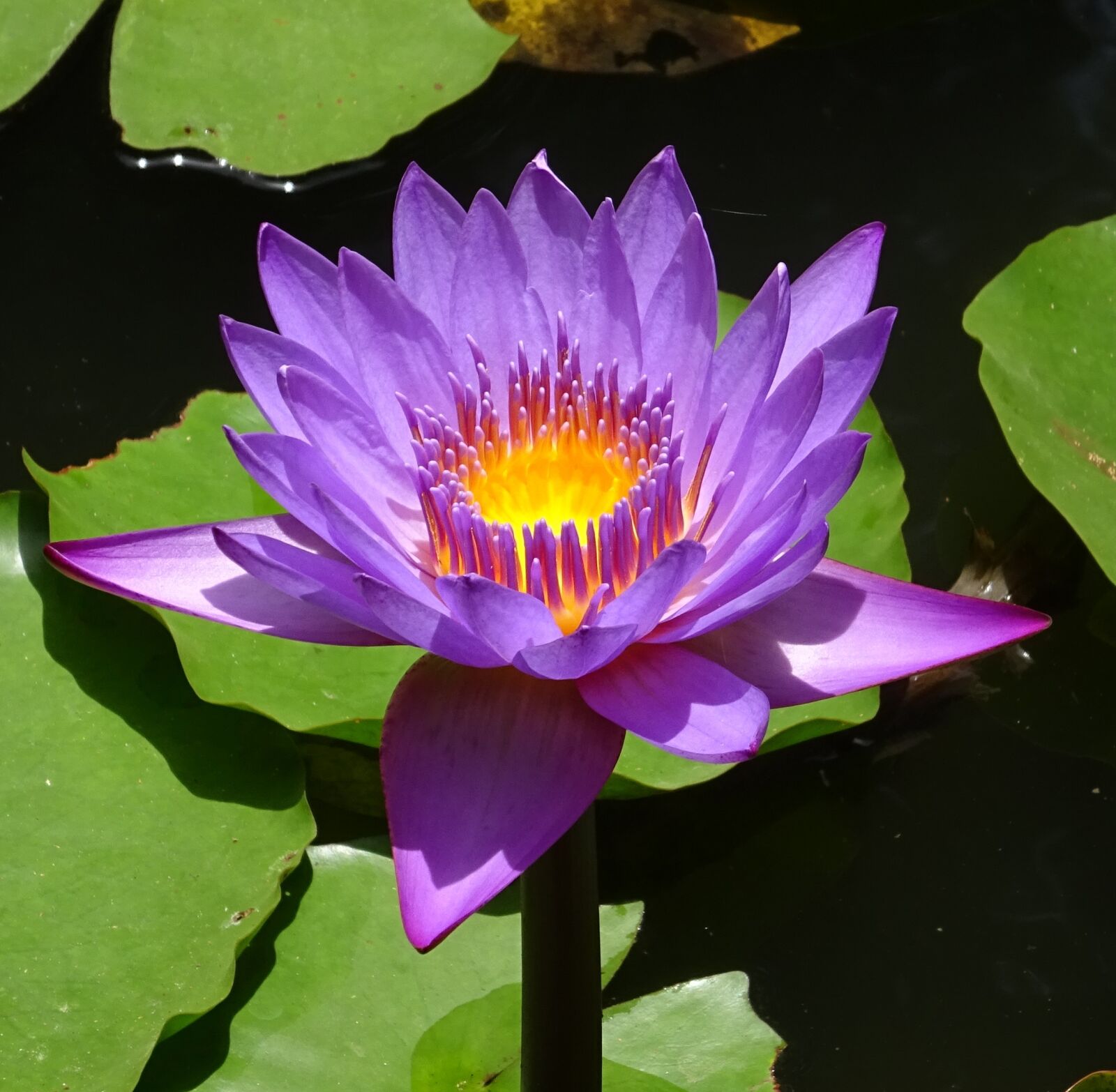 Sony DSC-HX60V sample photo. Lily, flower, nymphaea tina photography