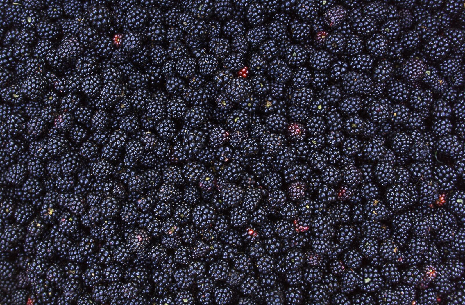 Canon EF-S 18-55mm F3.5-5.6 II sample photo. Blackberry, summer, food photography
