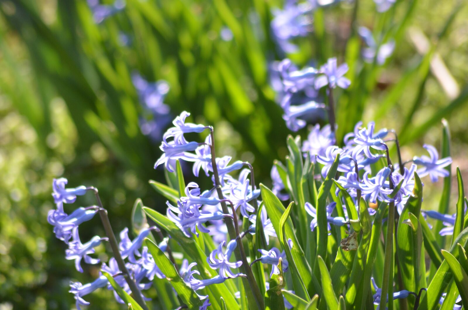Nikon D5100 sample photo. Hyacinth, nature, supplies photography