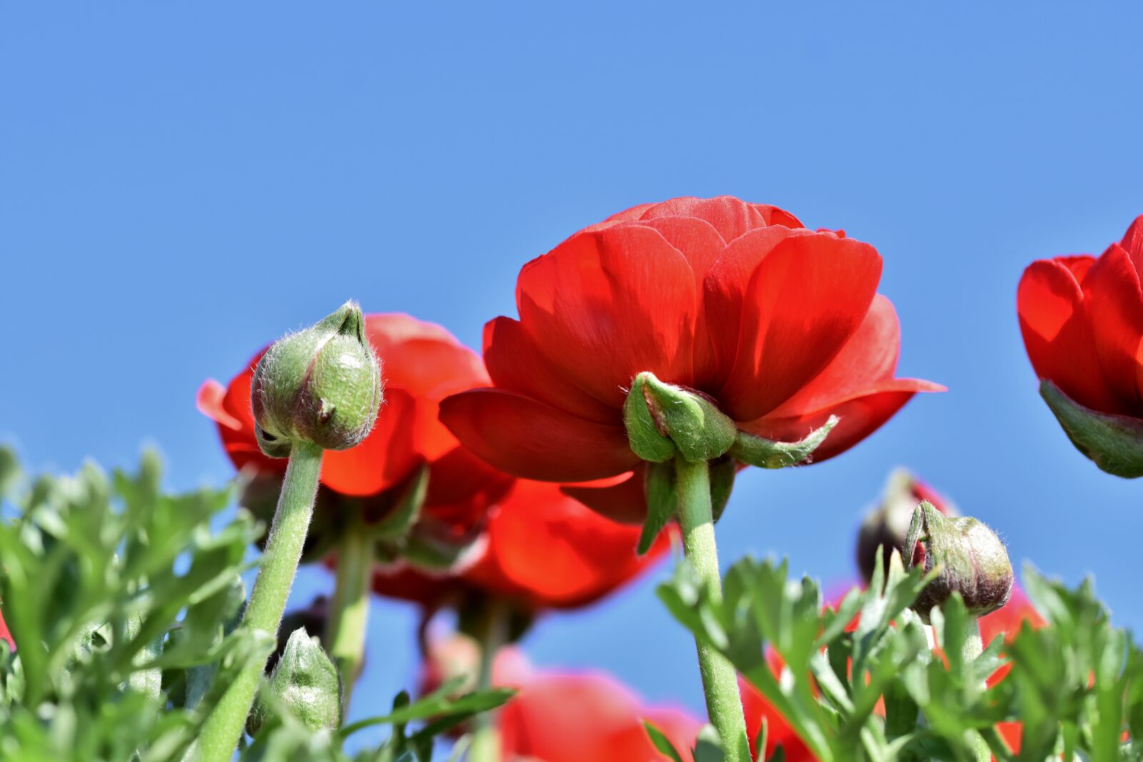 Nikon D7200 sample photo. Ranunculus, flower, blossom photography