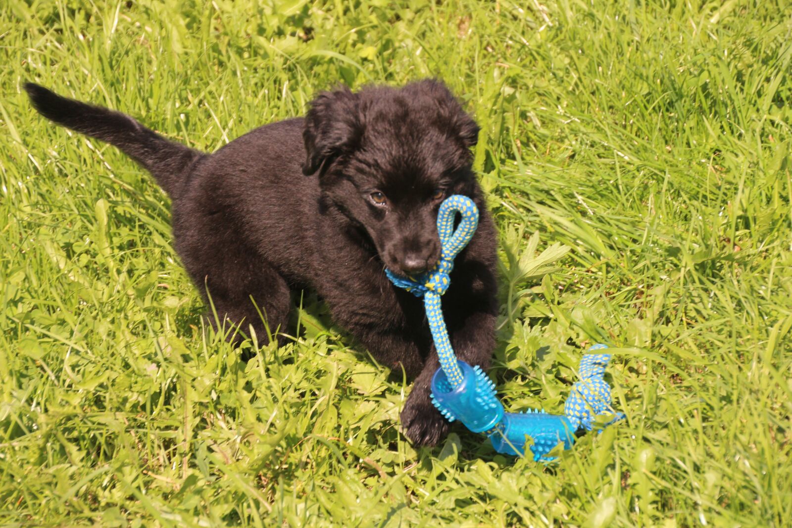 Canon EOS 700D (EOS Rebel T5i / EOS Kiss X7i) sample photo. Puppy, dog, play photography