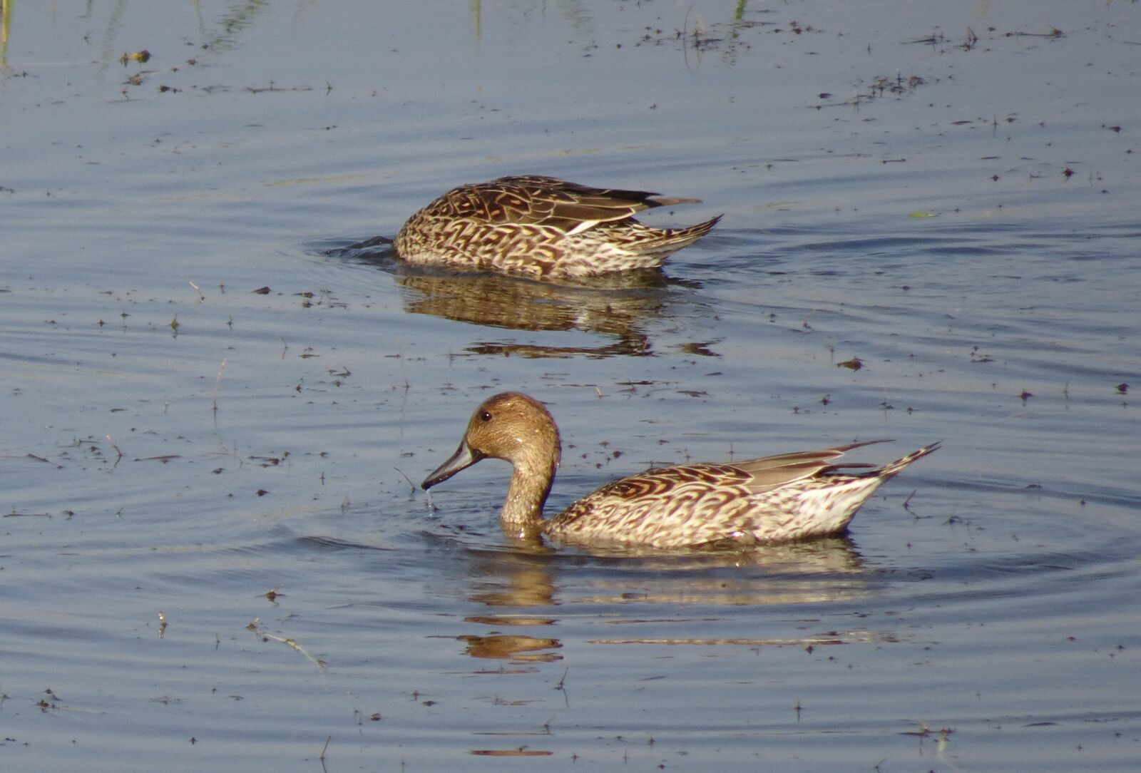 Sony Cyber-shot DSC-HX90V sample photo. Pintail, northern pintail, anas photography