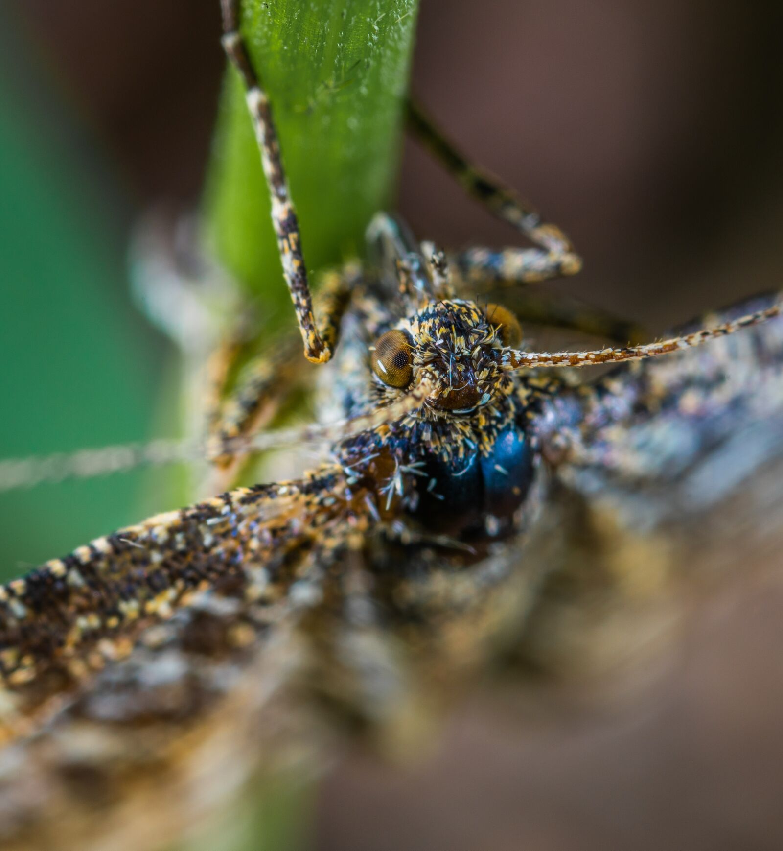 #124 65/2.8 sample photo. Insect, macro, lepidoptera photography