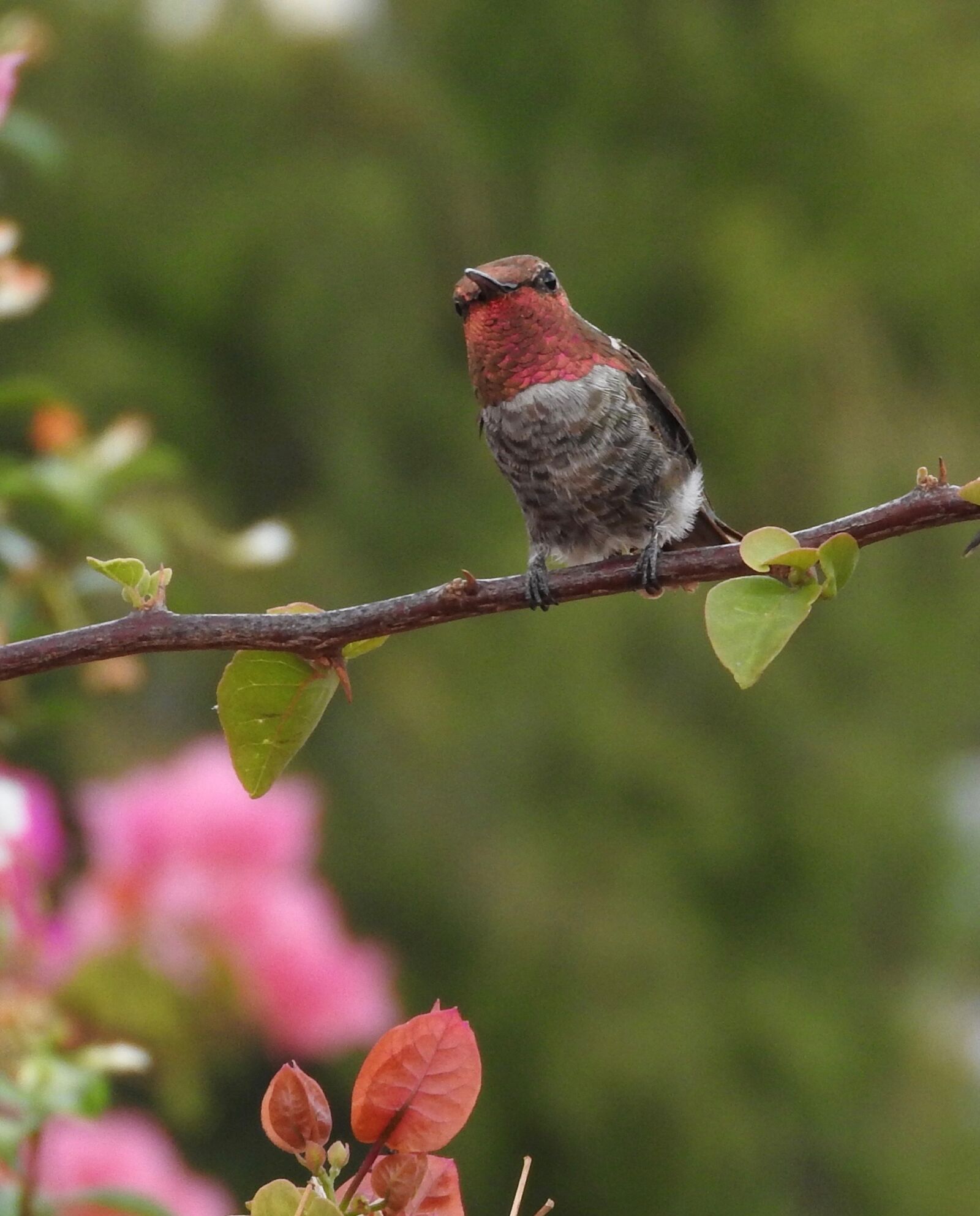 Nikon Coolpix P610 sample photo. Hummingbird, anna's hummingbird, bird photography