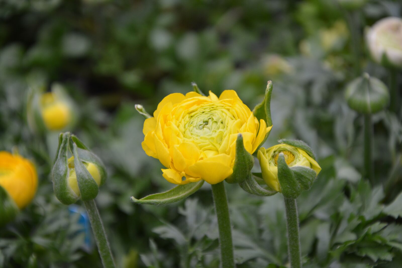 Nikon D5200 sample photo. Flower, yellow flower, nature photography