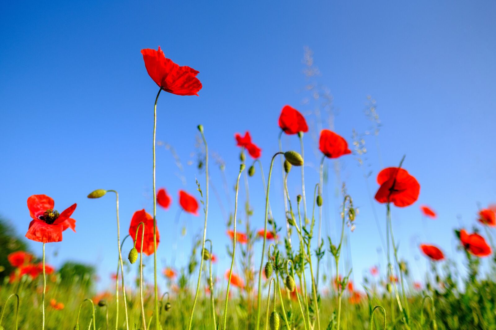 Fujifilm X-T2 + Fujifilm XF 16mm F1.4 R WR sample photo. Poppy, flower, blossom photography