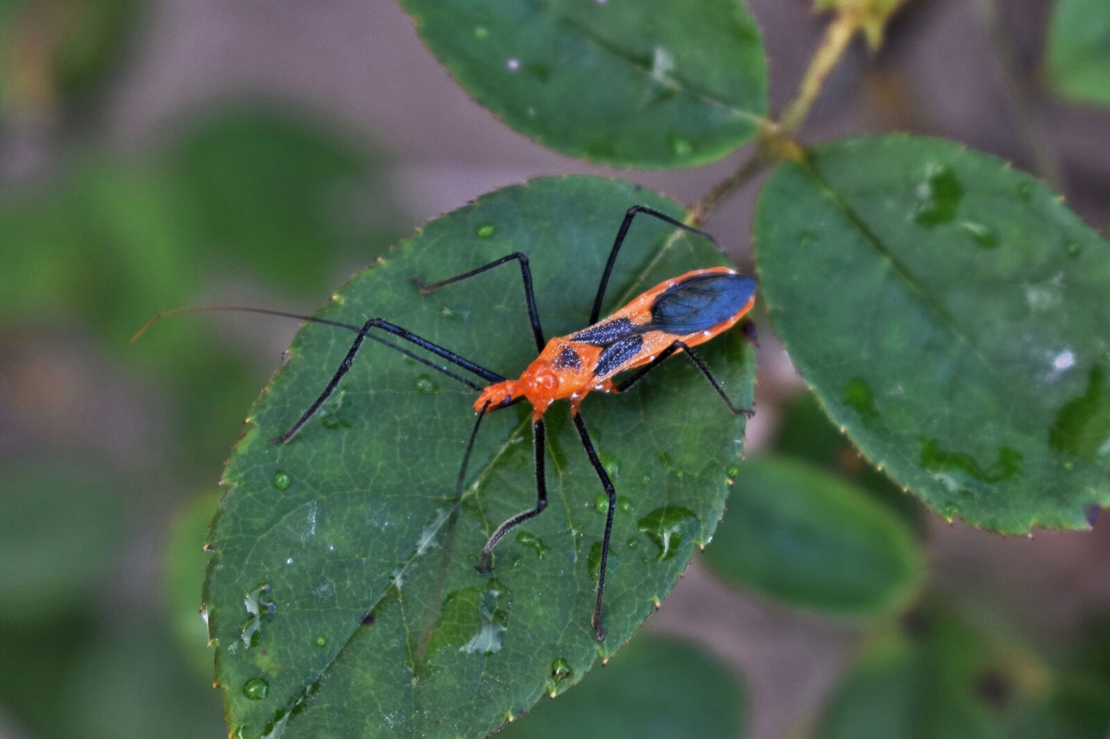 Nikon D5300 sample photo. Milkweed assassin bug, assassin photography