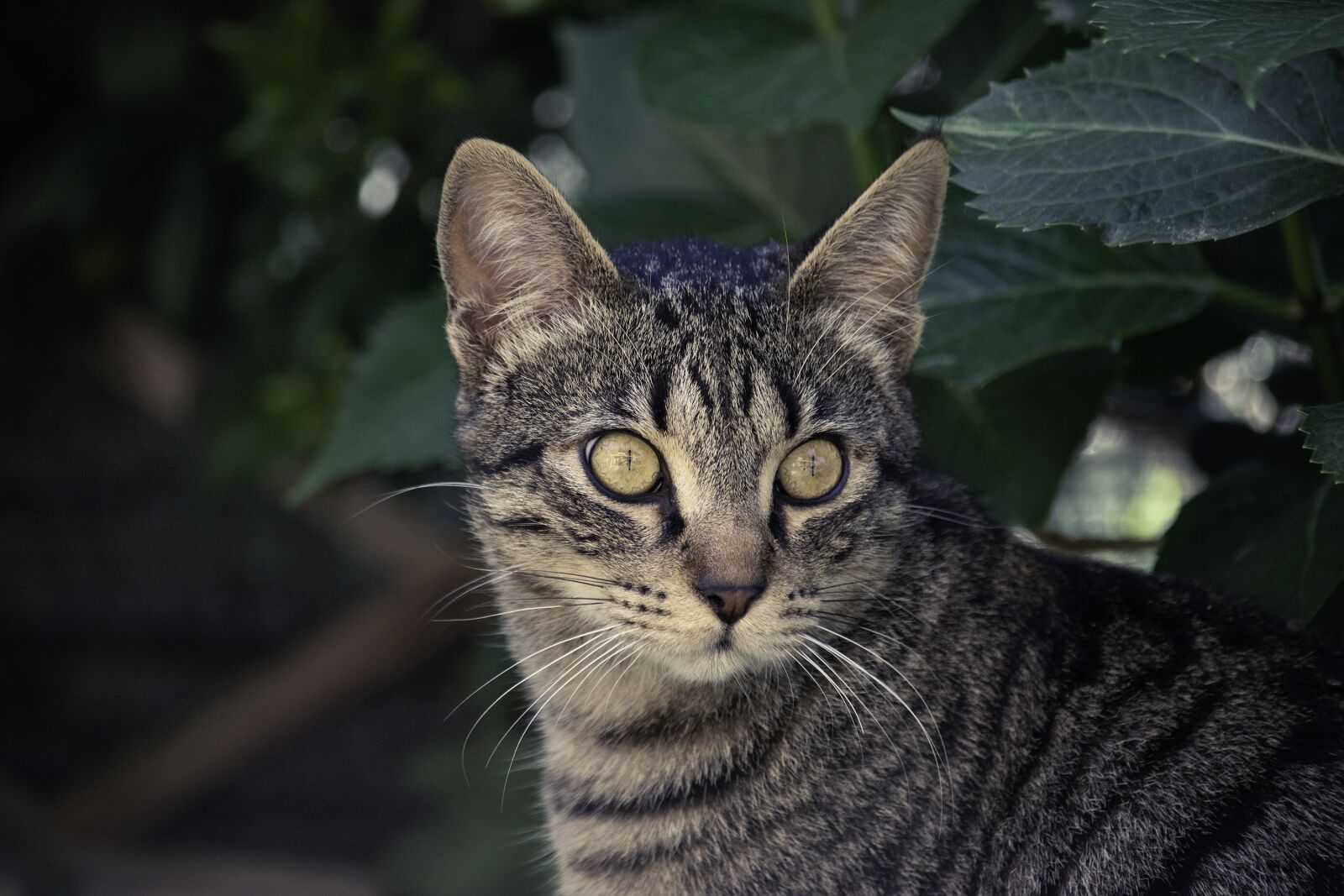 Nikon D5500 sample photo. Cat, eyes, animal photography