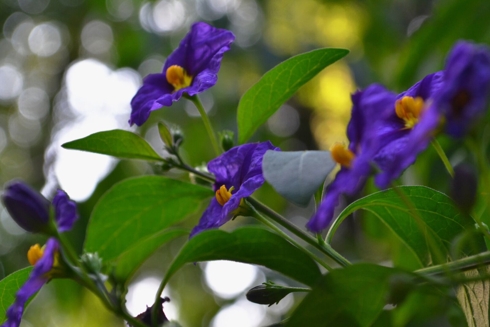 Nikon D3100 sample photo. Purple, blossom, bloom photography