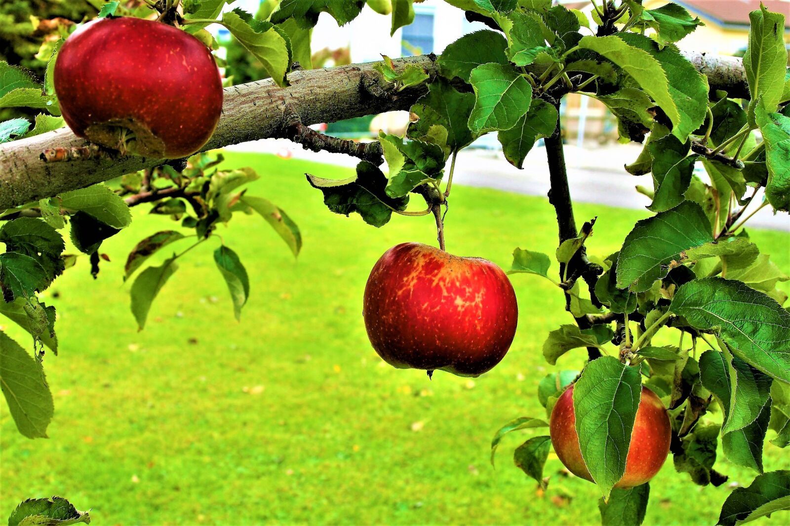 Canon EOS 400D (EOS Digital Rebel XTi / EOS Kiss Digital X) sample photo. Sad, fruitful apple tree photography