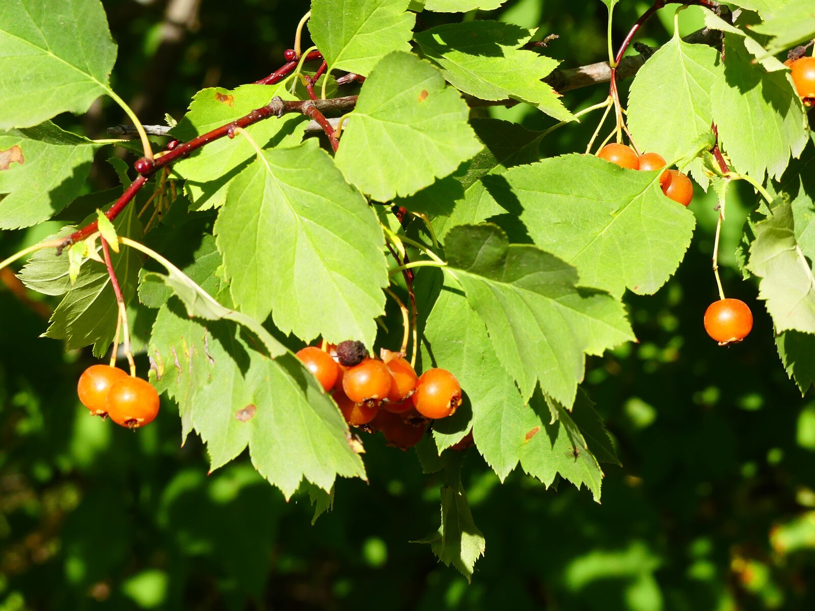 Panasonic Lumix DMC-FZ300 sample photo. Nature, hawthorn, large photography