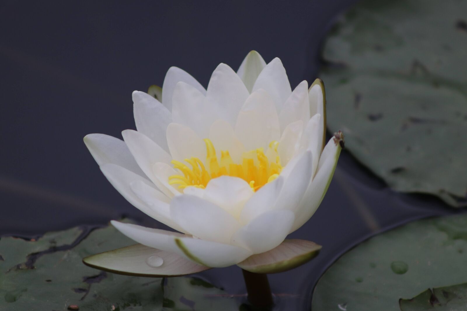 Canon EOS 77D (EOS 9000D / EOS 770D) sample photo. Plant, water lily, flowering photography
