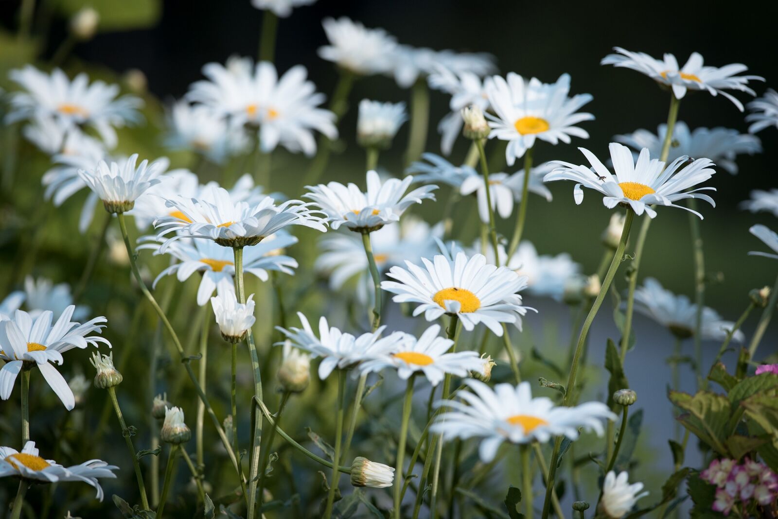 Nikon D750 sample photo. Marguerite, meadow, marguerite meadow photography