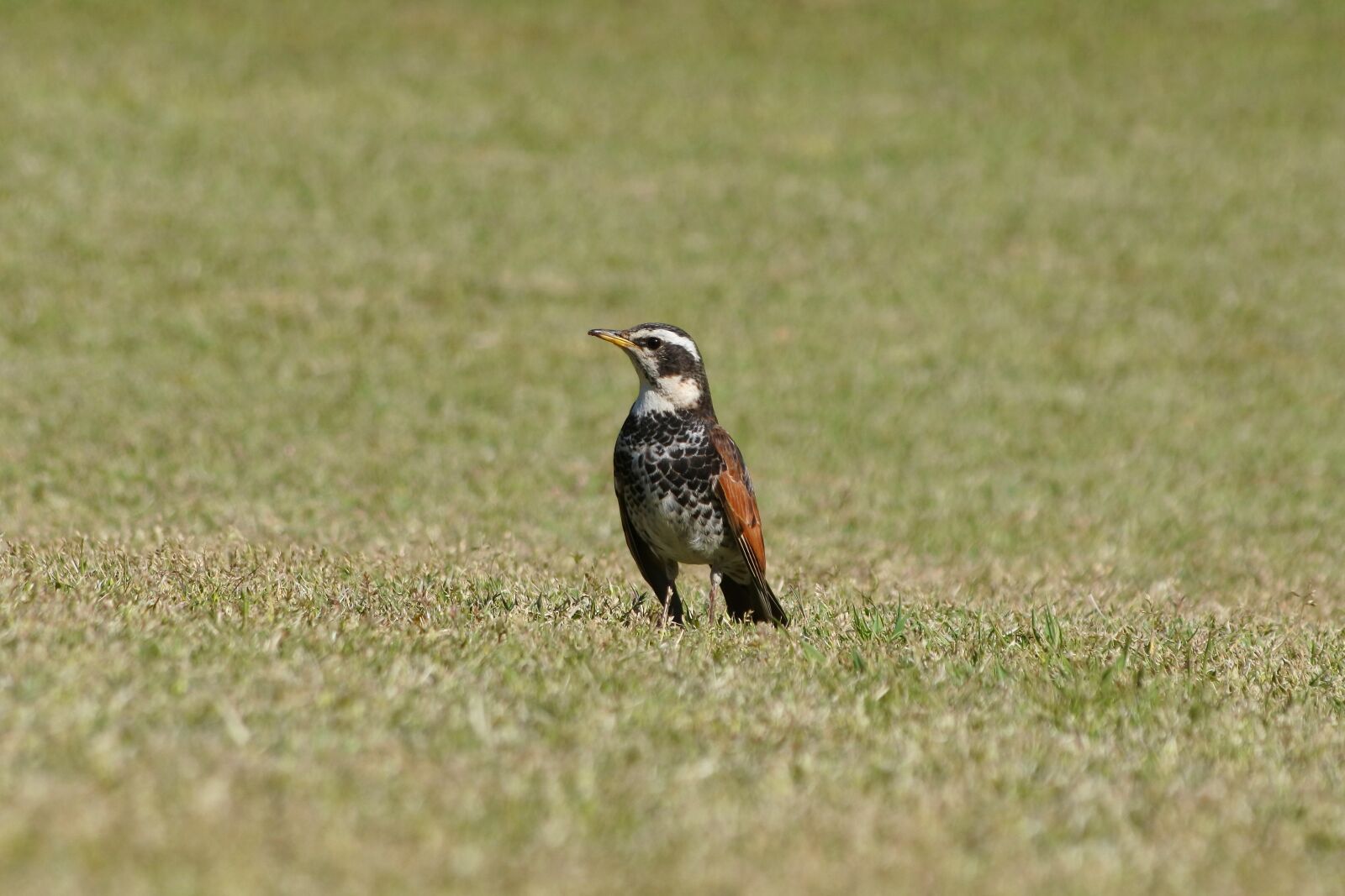 Nikon 1 J5 + VR 55-200mm f/4-5.6G sample photo. Animal, plant, grass photography