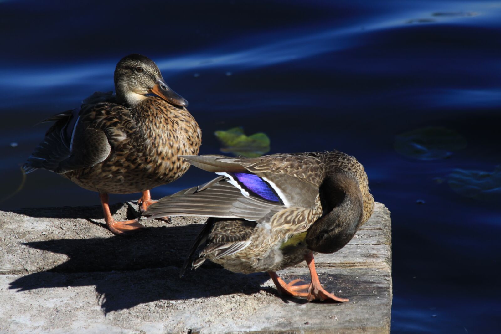 Canon EOS 50D sample photo. Duck, water, bird photography
