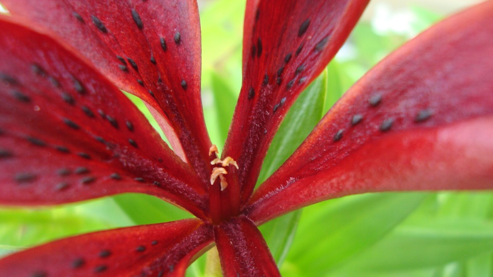 Sony Cyber-shot DSC-W120 sample photo. Flower, stems, floral photography
