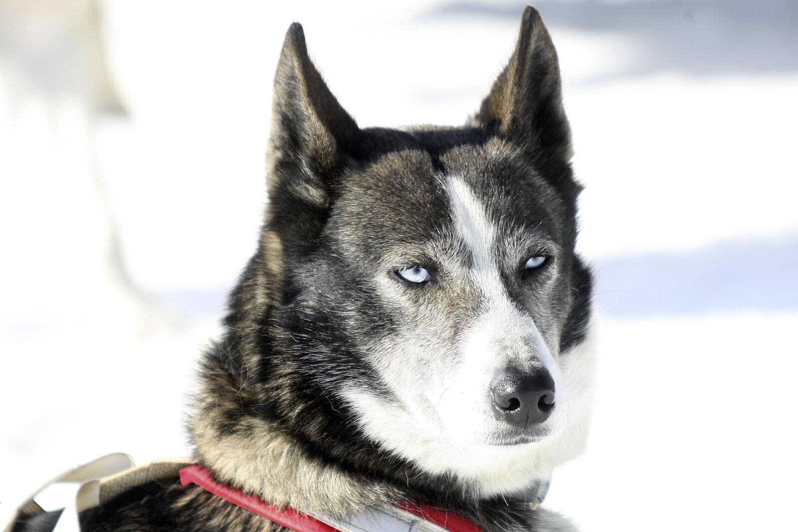 Canon EOS-1D Mark III sample photo. Dog, husky, winter photography