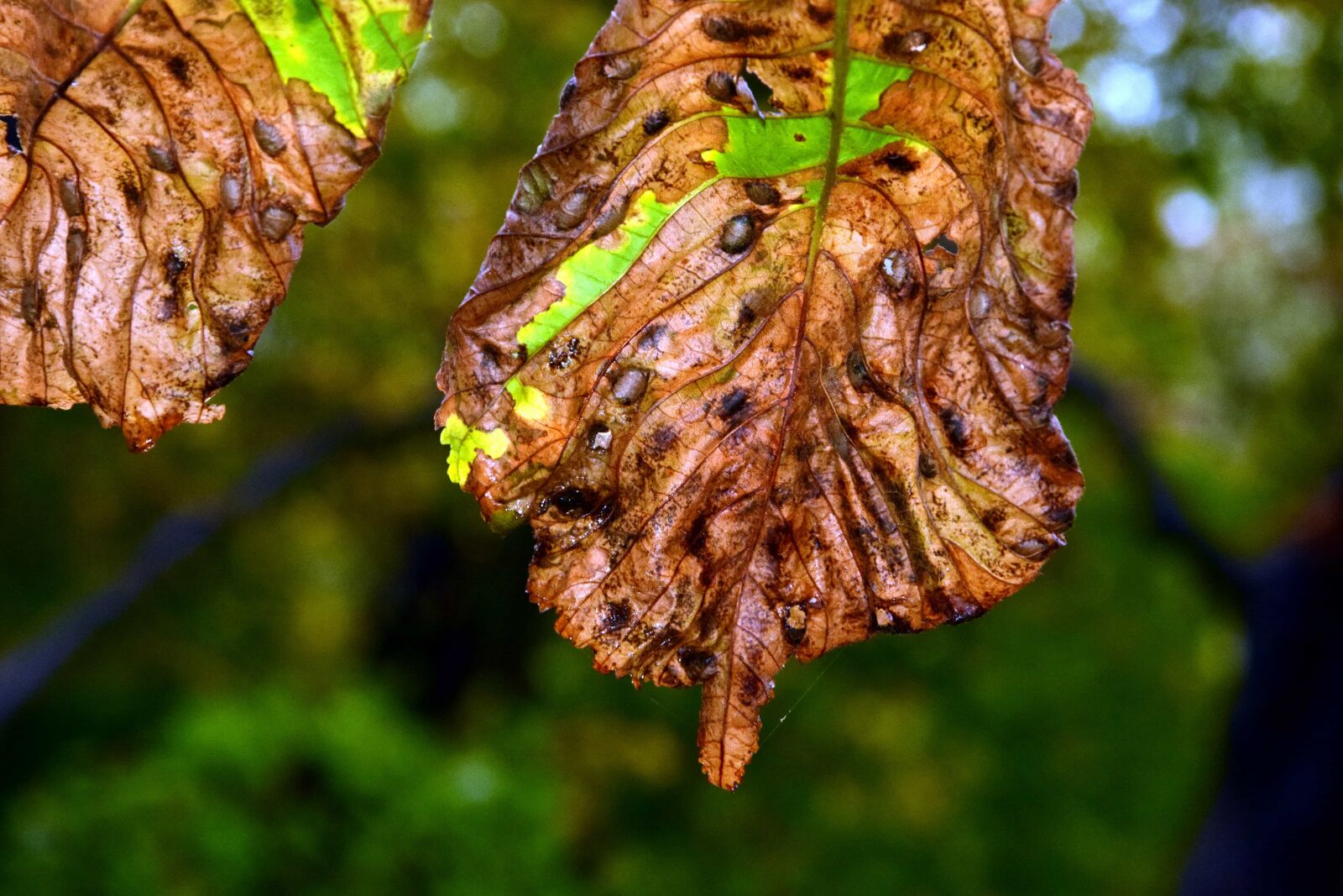 Nikon D3300 sample photo. Leaf, wood, garden, flora photography