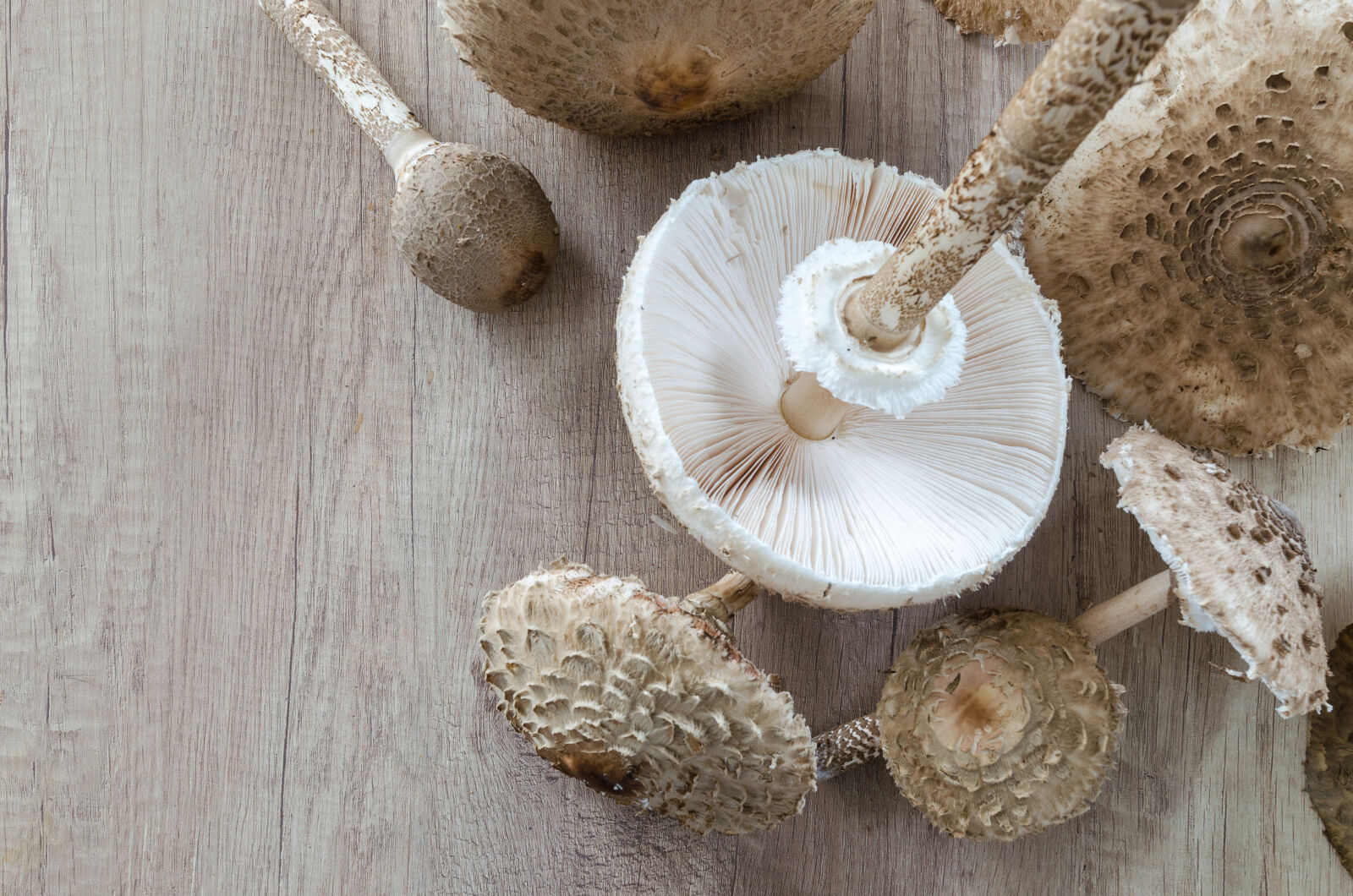 Nikon D5100 sample photo. Autumn, autumnal, boletus, boletus photography