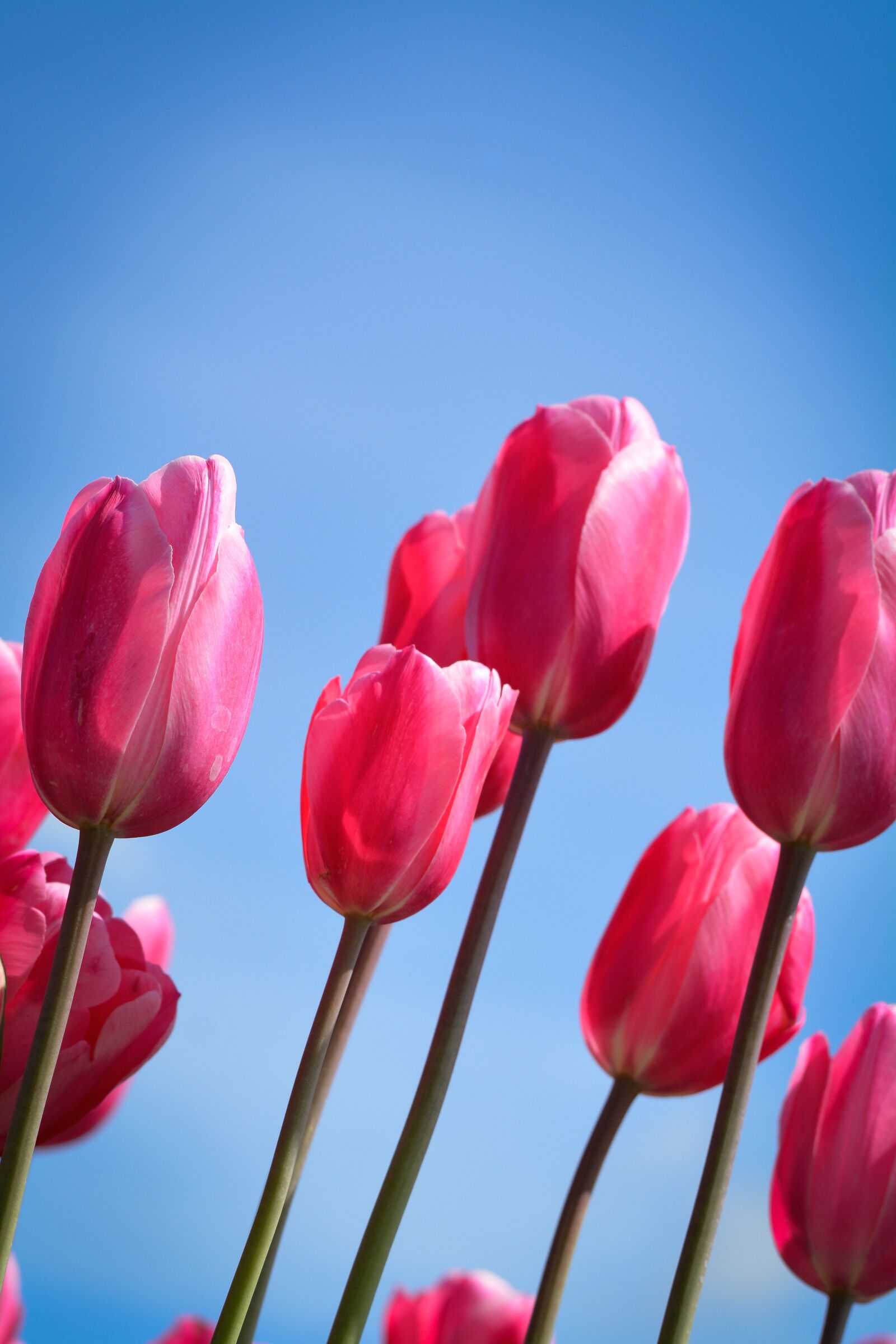 Nikon D7100 sample photo. Tulips, flower, holland photography
