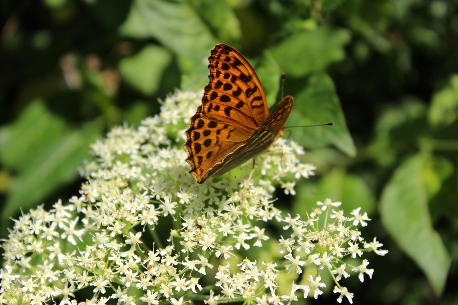 Canon EOS 1300D (EOS Rebel T6 / EOS Kiss X80) sample photo. Butterfly, nature, flower photography