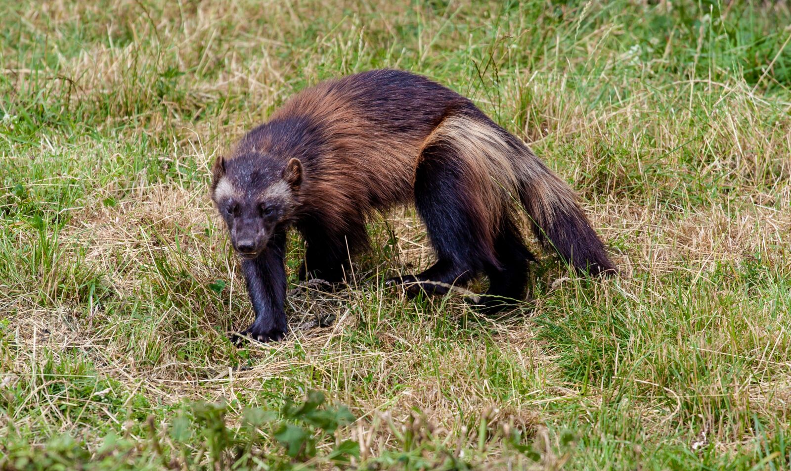 Canon EOS 5D Mark II + Canon EF 70-200mm F4L USM sample photo. Wolverine, wolverine on prairie photography