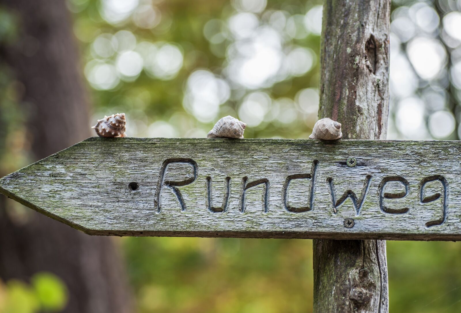 Nikon D700 sample photo. Flatly, snails, wooden sign photography